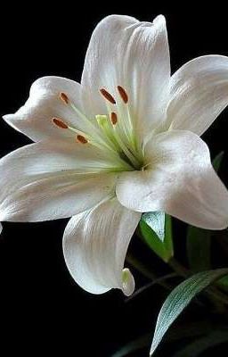 Конец с ароматом лилии