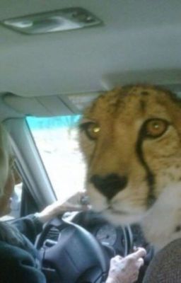 Две стороны одной монеты