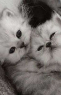 Две милые проблемы.