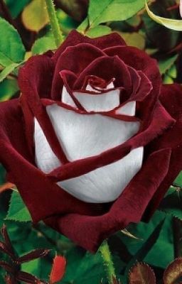 Интимная Теория Относительности