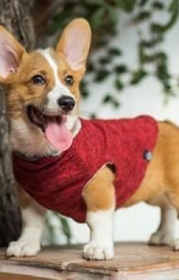 Новогодняя ночь 