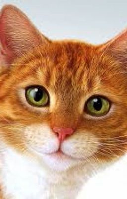 Приключение кота Саймона