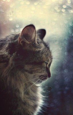 История серой мышки.