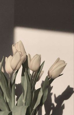 Там, где все мечты сбываются