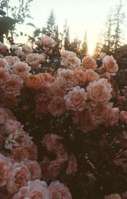 одна жизнь на двоих.