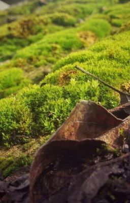 В.Шукшин "Солнце, старик  и девушка"