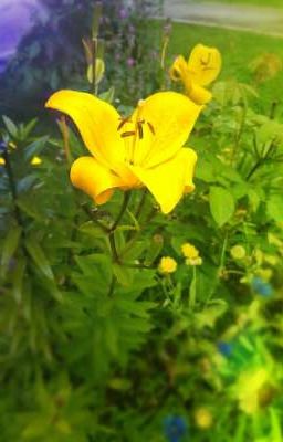 Сад цветущей...