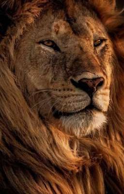 Хроники Нарнии: Нарнийская Принцесса 