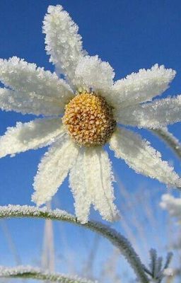 Ледяное лето