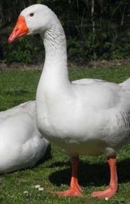 Случай Гусей