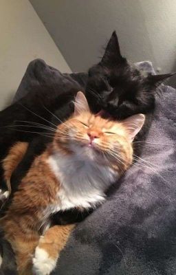 Под запретом