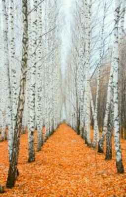 Один день для Любви.