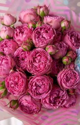 две девушки и шесть вампиров