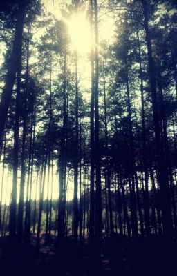 Сосенки, или лес в моей голове.