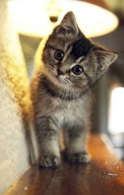 ❤️❤️Девчонки Из Элиты❤️❤️