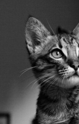 Жизнь Кота не так проста