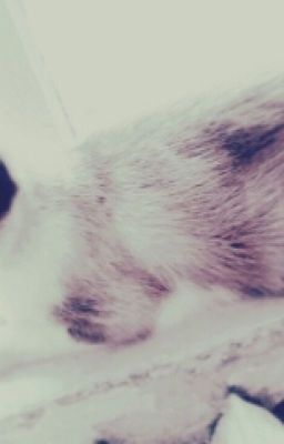 Кошачья Жизнь