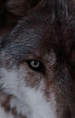 - шипастая роза . . .