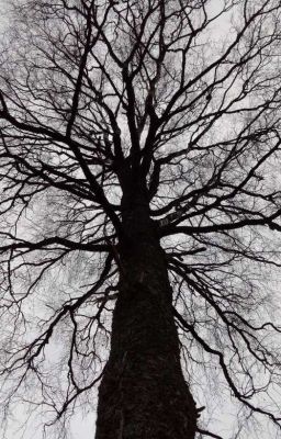 Апокалипсис