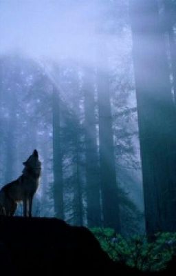 Академия Оборотней