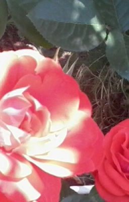 Другая История