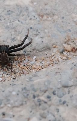 сапернится