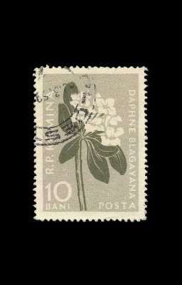 Заблудшая душа