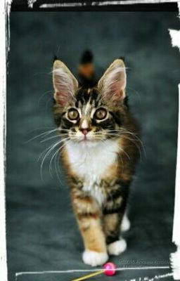 Тайная жизнь  домашних животных