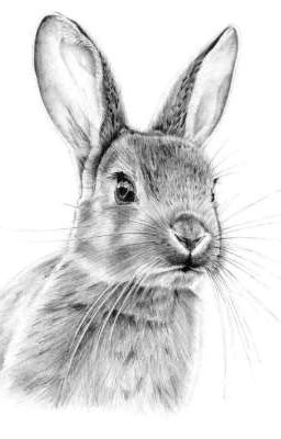 Кролиная сага