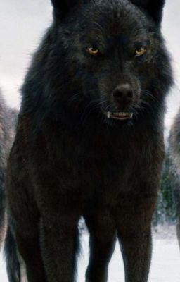 Любовь Оборотня 