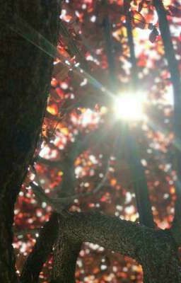 новая глава