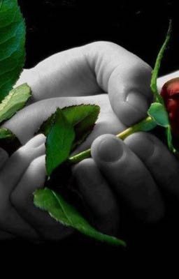 Любовь с шипами