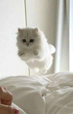 Мой маленький мир гения 