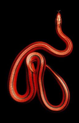 Забирательница грешных душ