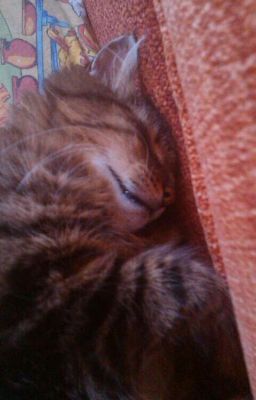 Приключения удивительного кота