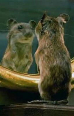 Сарая Мышка и Красавчик