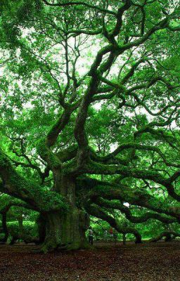 Тайна дерева фей