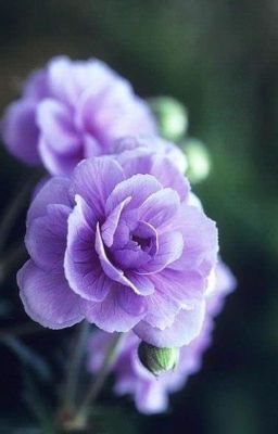 Оттенки души