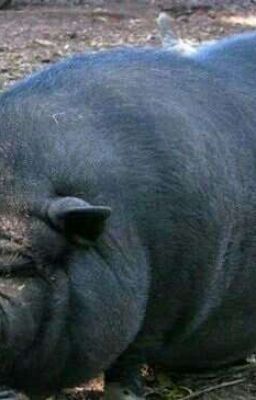 СвиноБляди