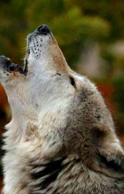 Дневник Неудачницы