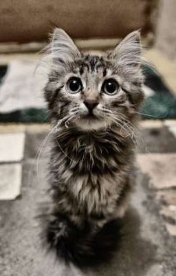 У меня дома нет. 