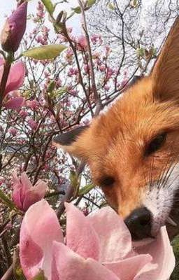 Хитрость и Честь - большое лисье приключения