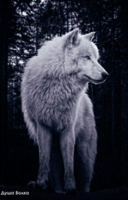 Школа Оборотней 1