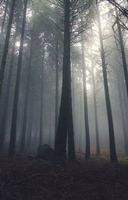 Темный лес моего отчаяния 