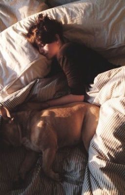 Собачьи истории