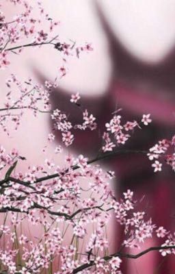 Отель Сакура