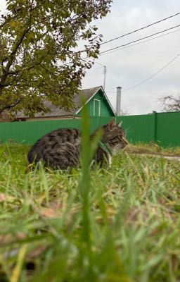 Сборник стихов Аннабель 