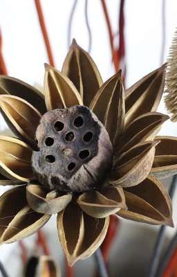 Сухоцвет из цветов лотоса