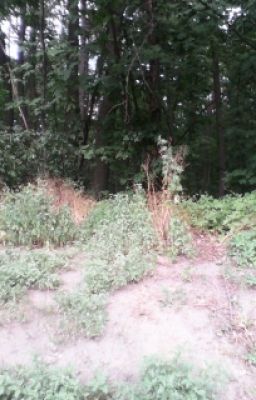 Волшебное приключение