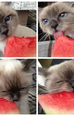 Дневник Кошки